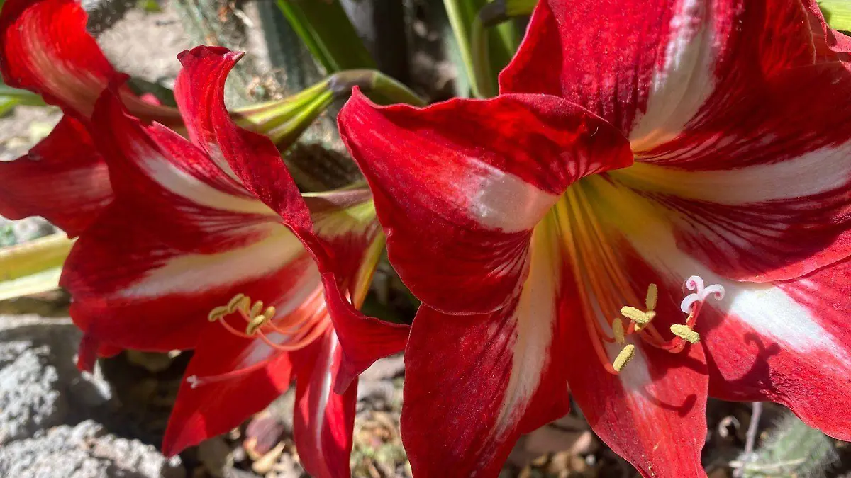 Flores, azucenas (1)