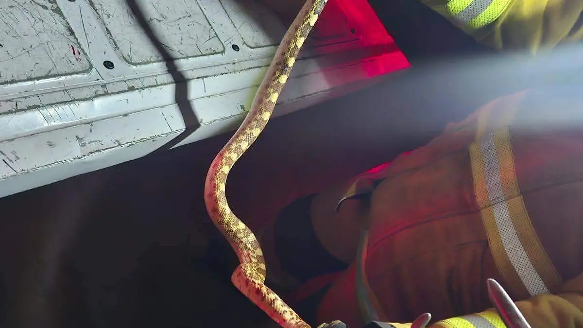 WhatsApp Image 2026-02-12 at 17.10.17