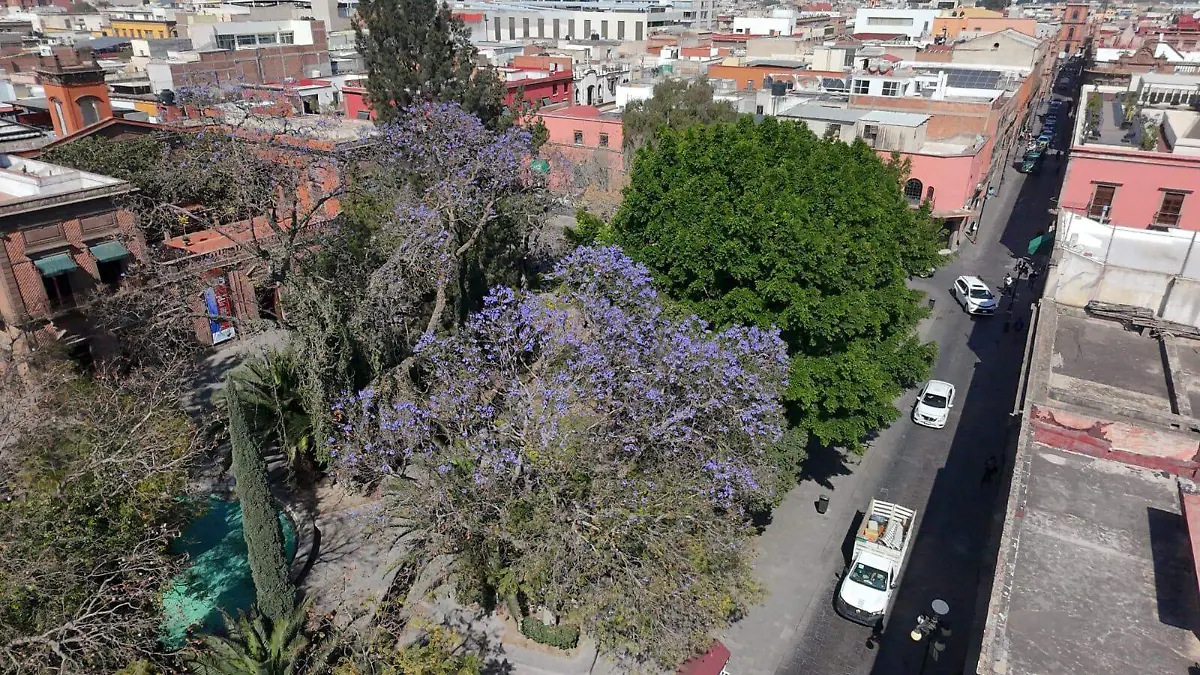 Jacarandas