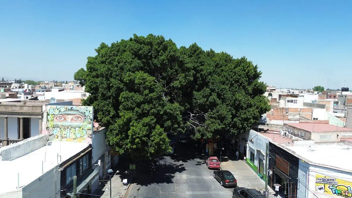 Árboles Patrimoniales del Municipio de San Luis Potosí (1)
