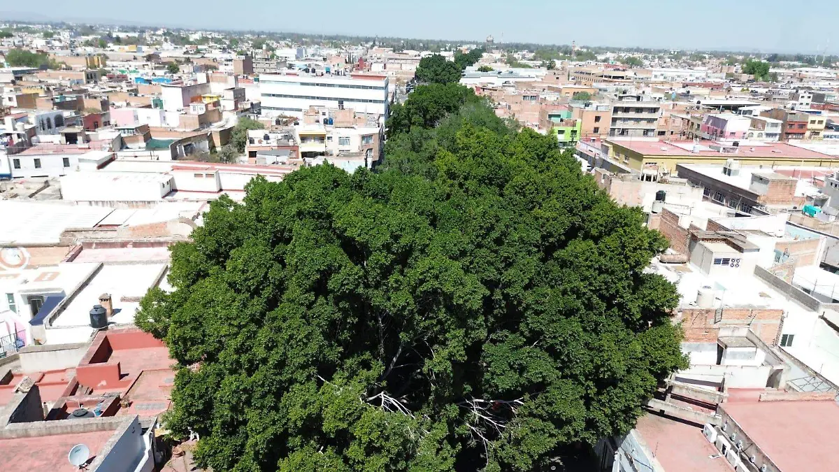 Árboles Patrimoniales del Municipio de San Luis Potosí 