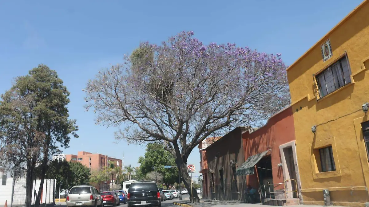 Árboles Patrimoniales del Municipio de San Luis Potosí