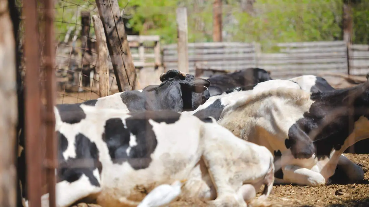 WhatsApp Image 2026-03-20 at 14.11.42