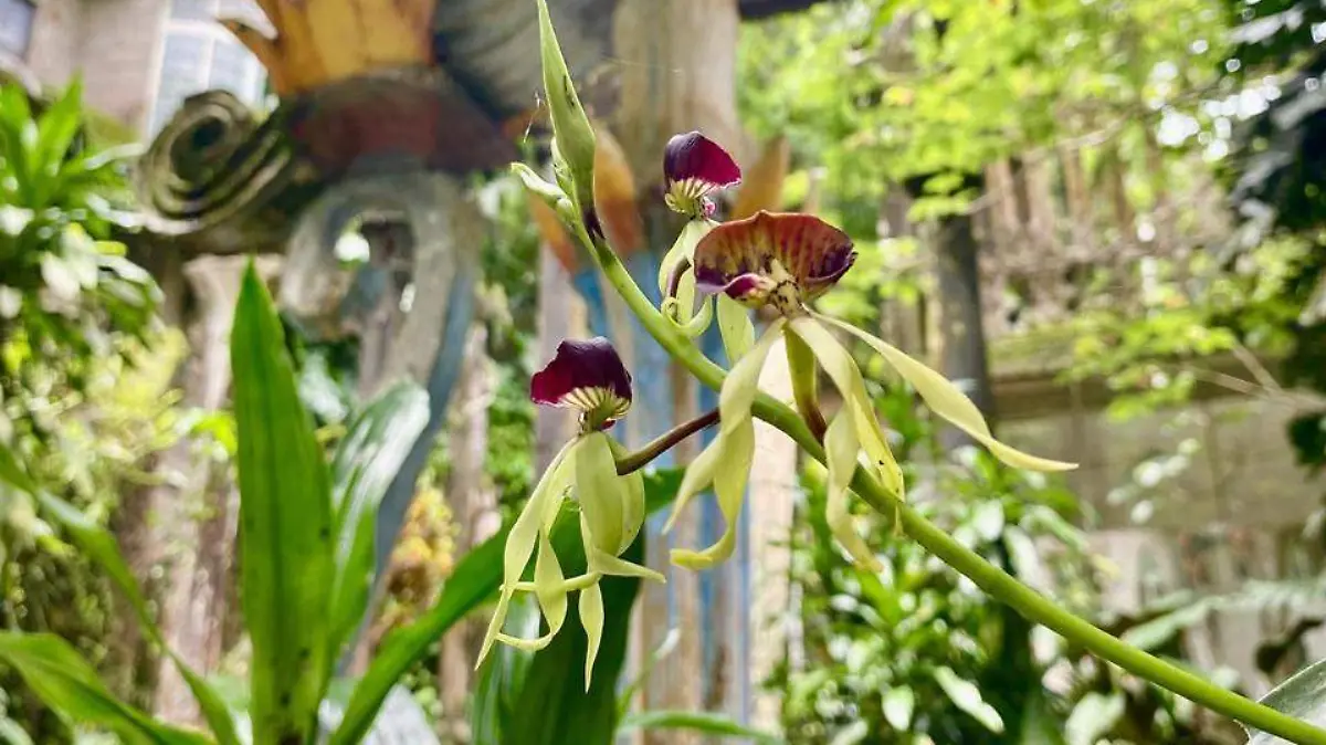 Orquídeas en el Jardín escultórico de Edward James (2)