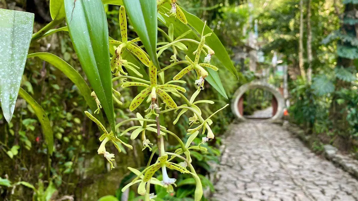 Orquídeas en el Jardín escultórico de Edward James 