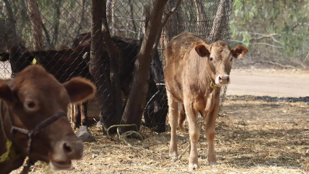 WhatsApp Image 2026-03-28 at 15.50.53