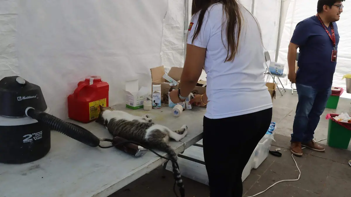 Esterilización de mascotas (1)