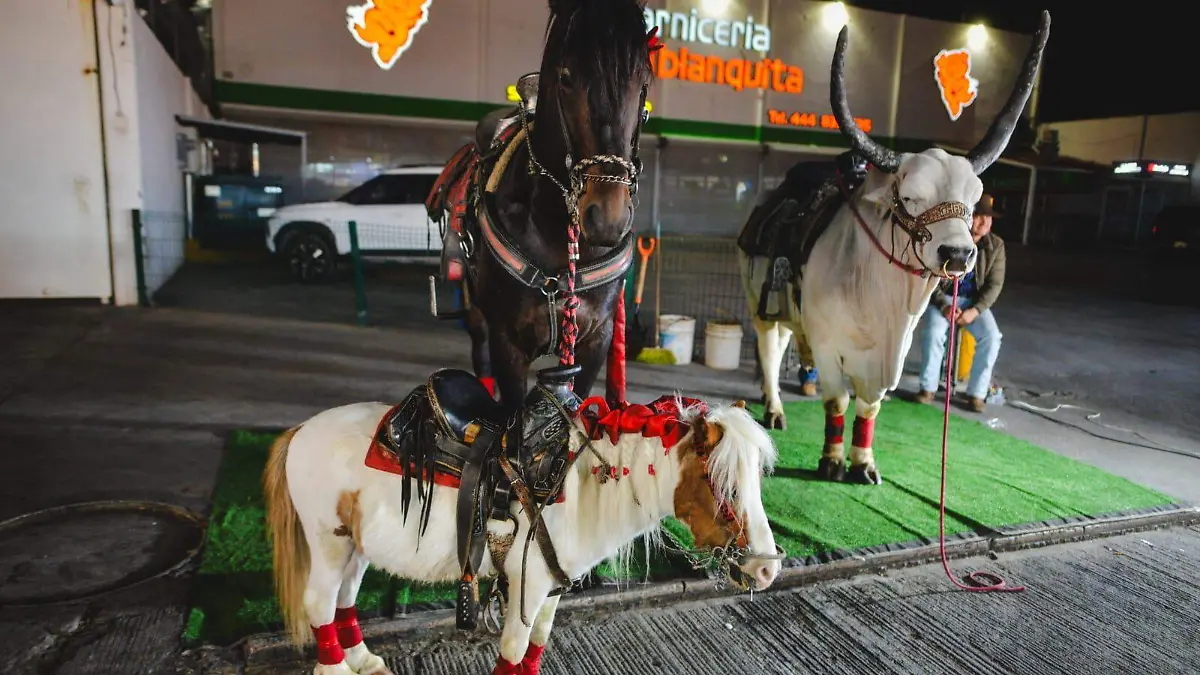 Exhibición de animales Fenae (3)