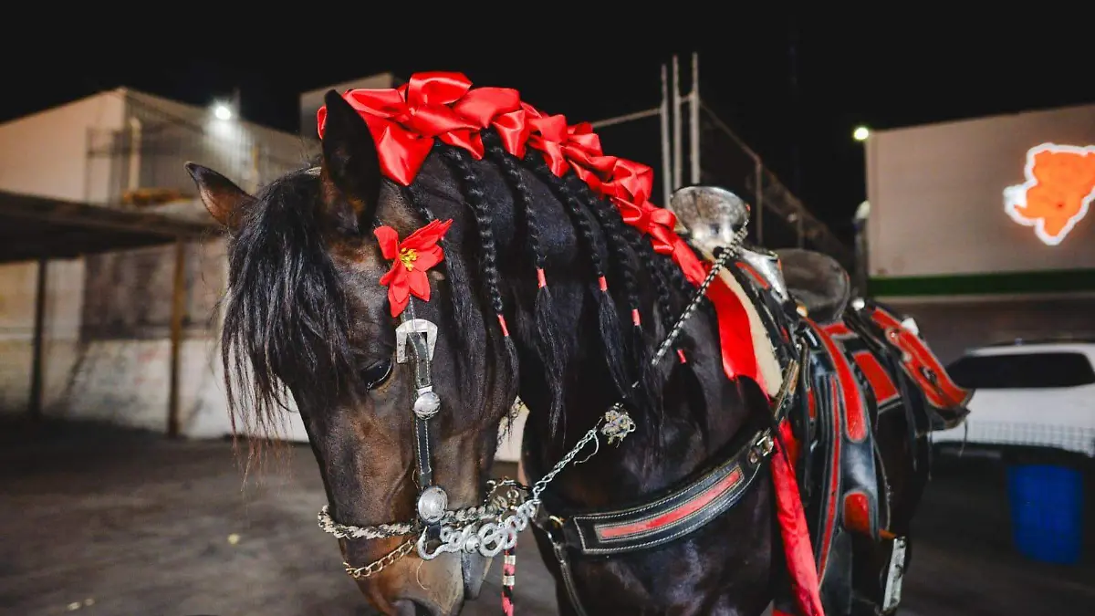 Exhibición de animales Fenae