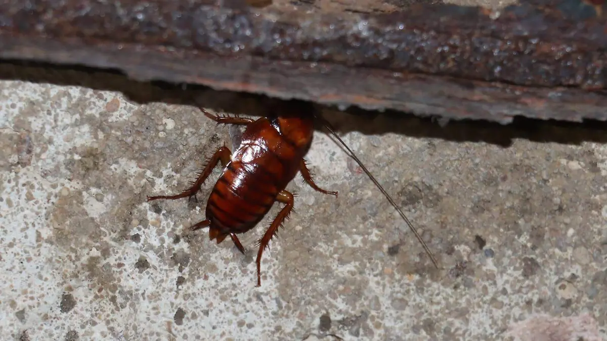 WhatsApp Image 2026-04-08 at 15.41.37