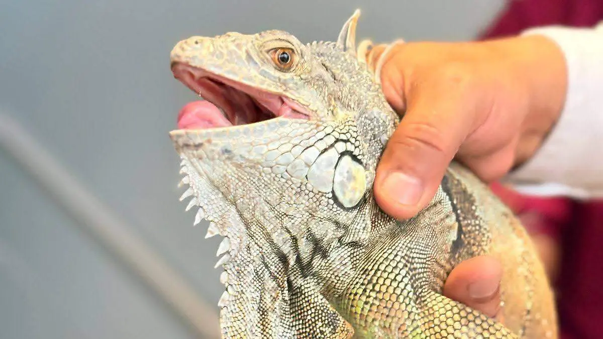 Fauna silvestre en la capital potosina (1)