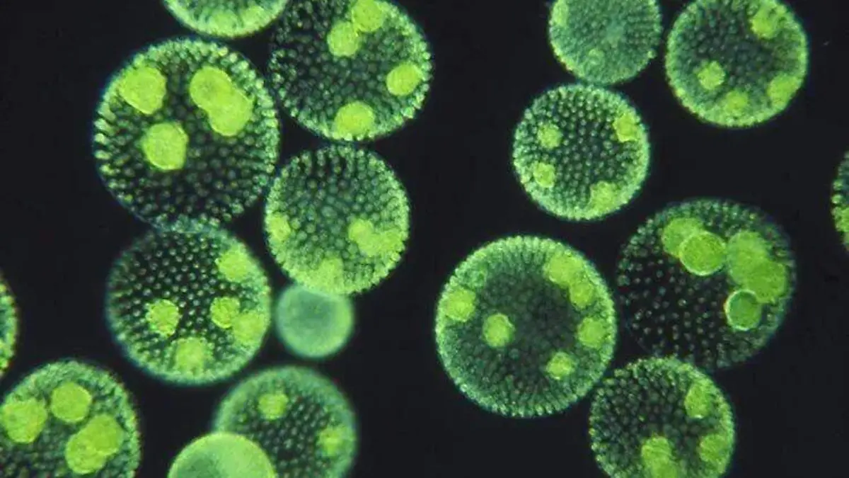 Microalgas, clave para llevar la vida  de la tierra a Marte