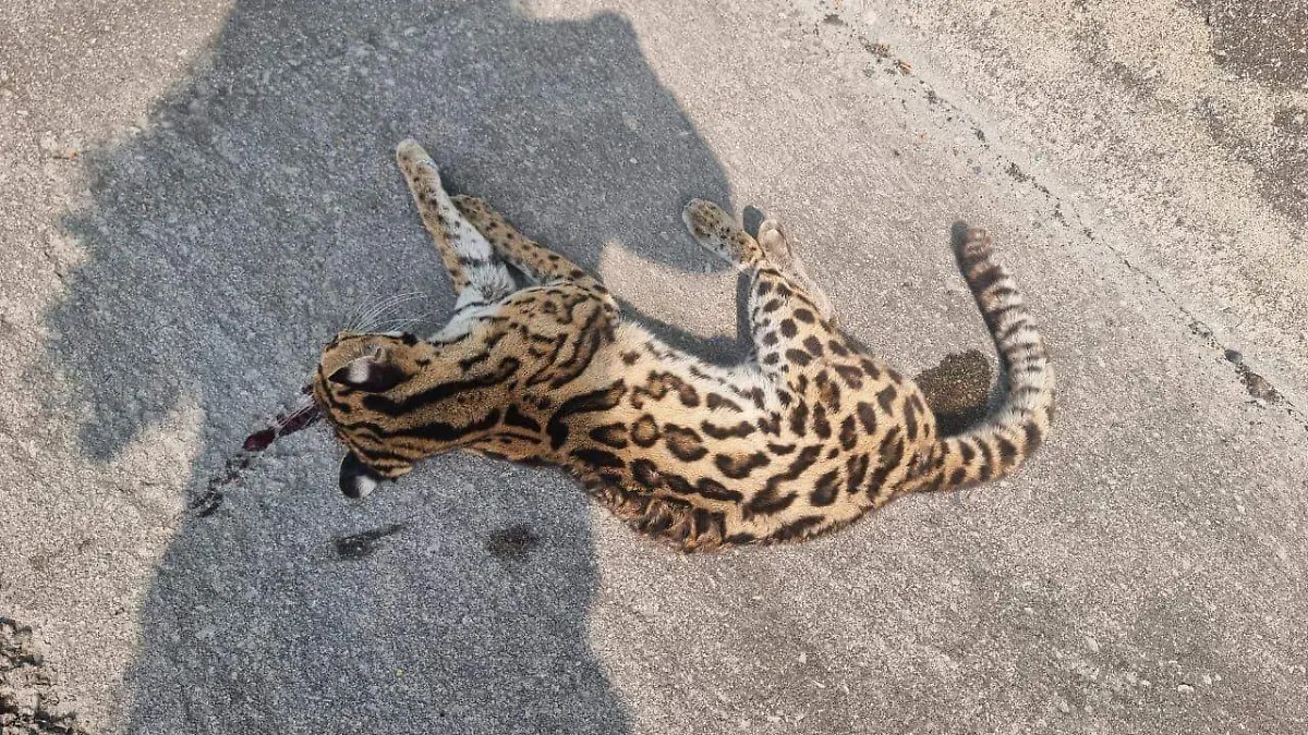 Tigrillo atropellado en Tamasopo