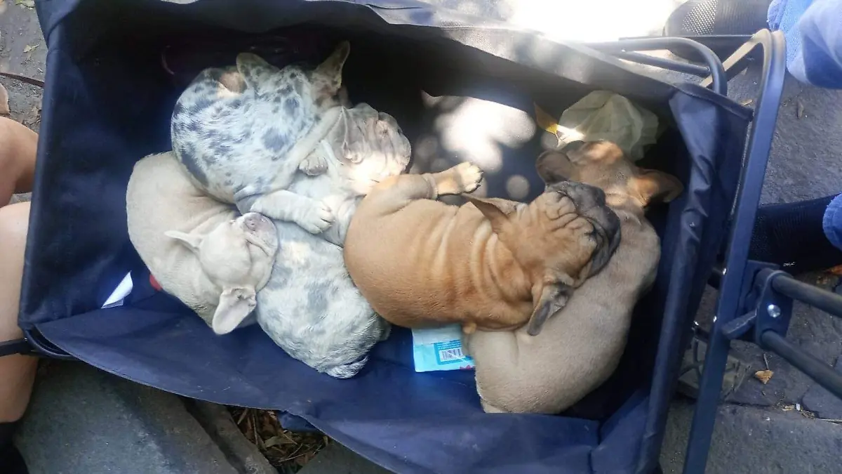 perritos