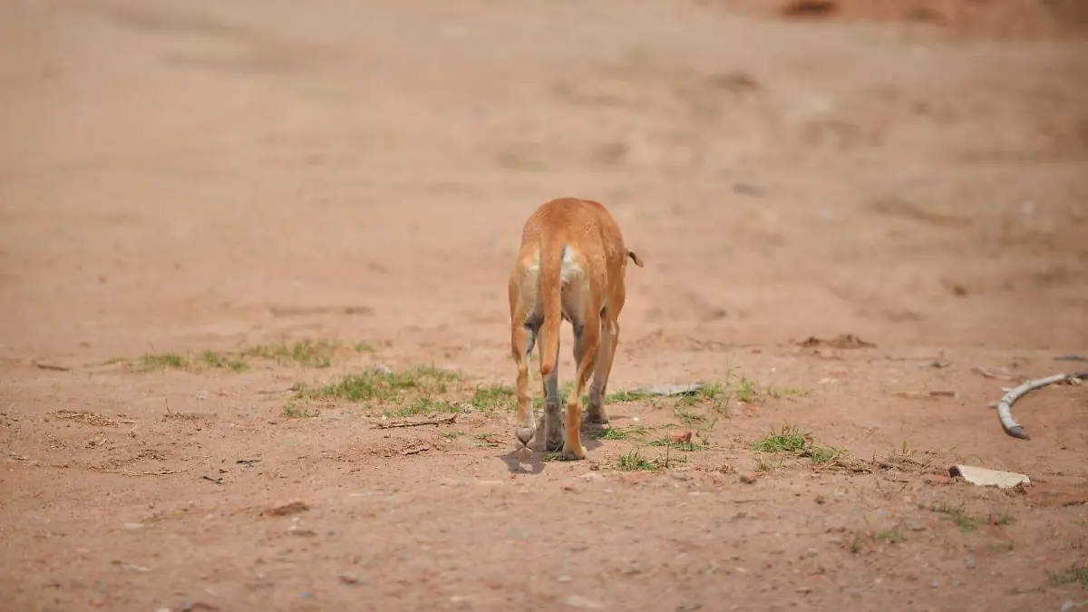 Maltrato animal