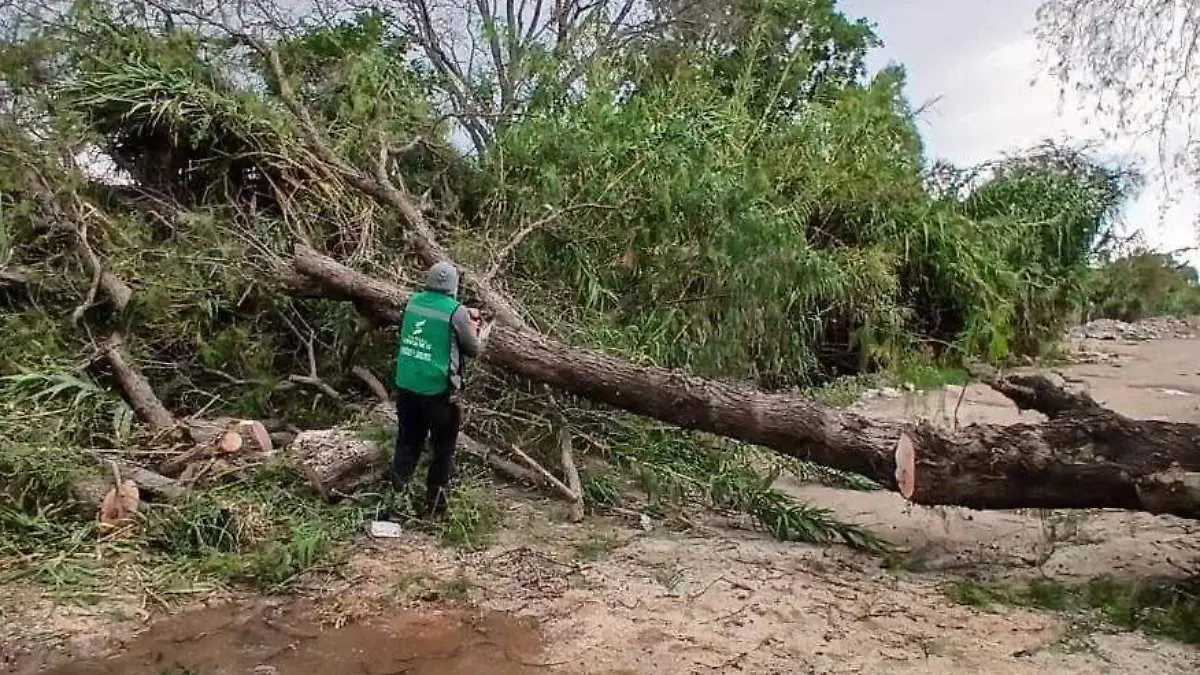 Árbol derribado por lluvias en Soledad