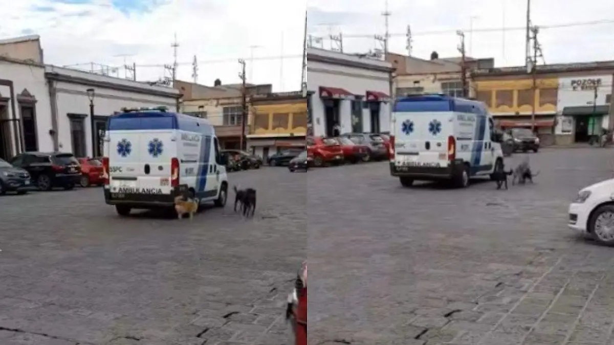 perritos persiguen ambulancia