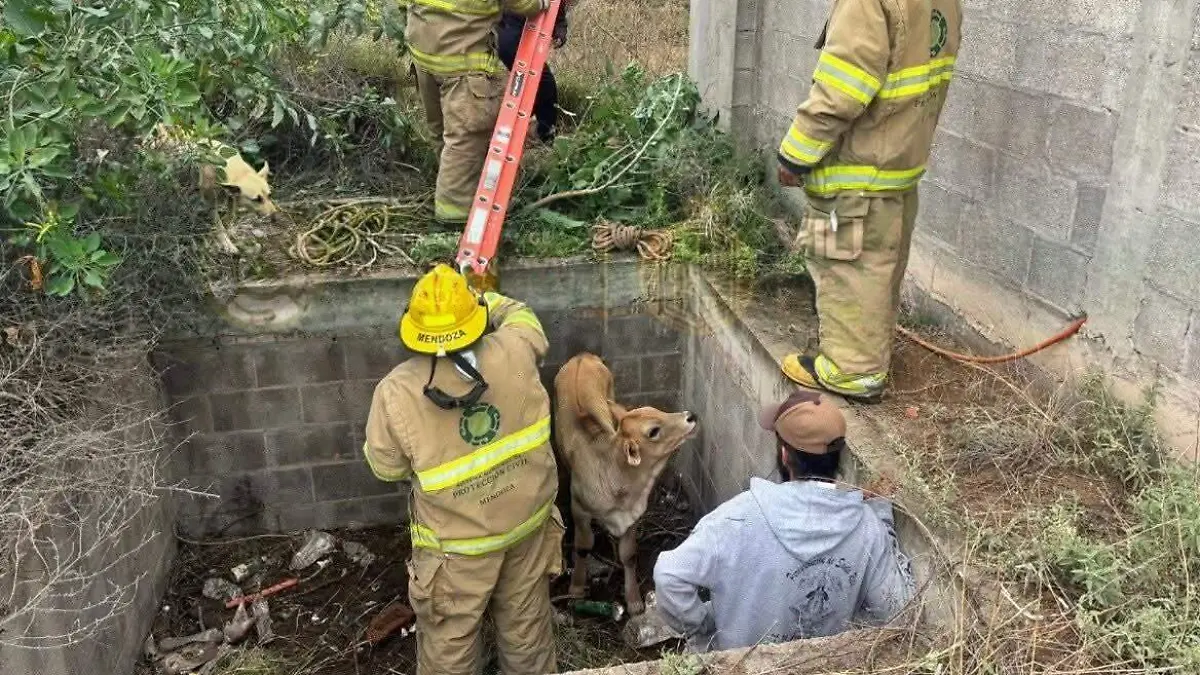Rescate animal (1)