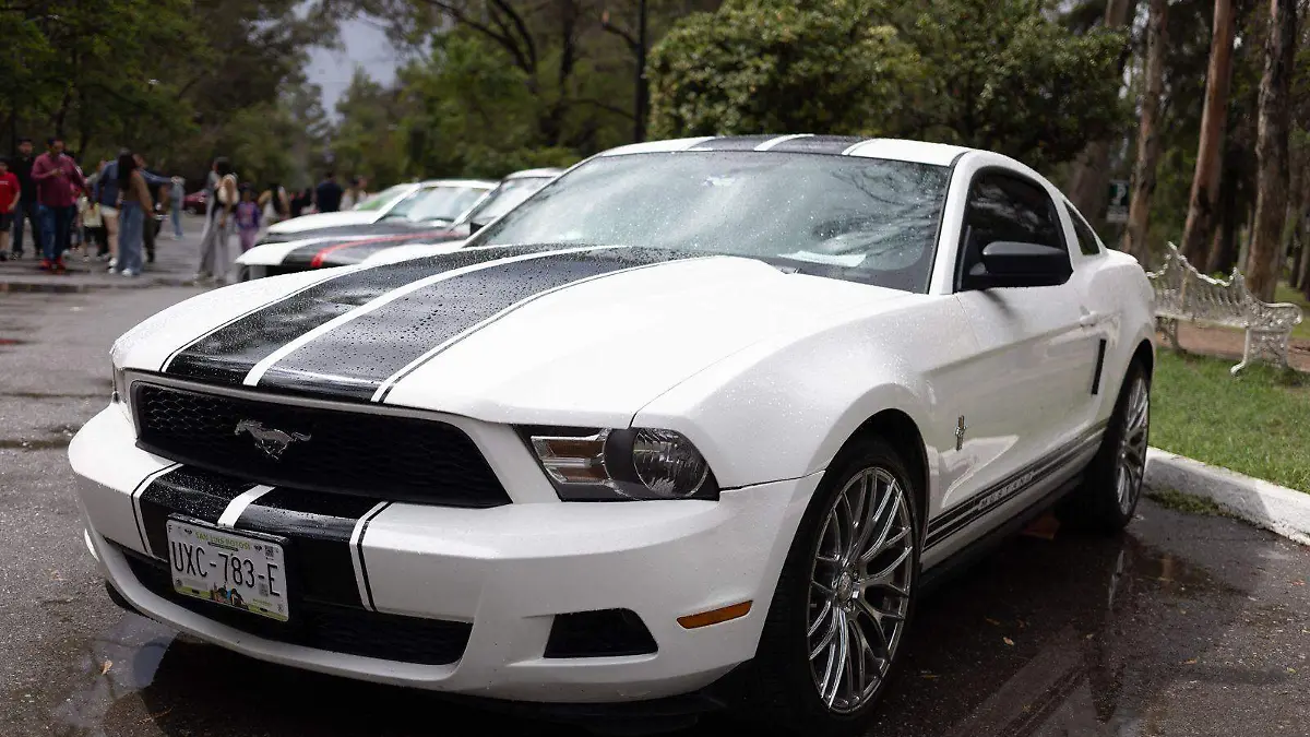 mustangs (4)