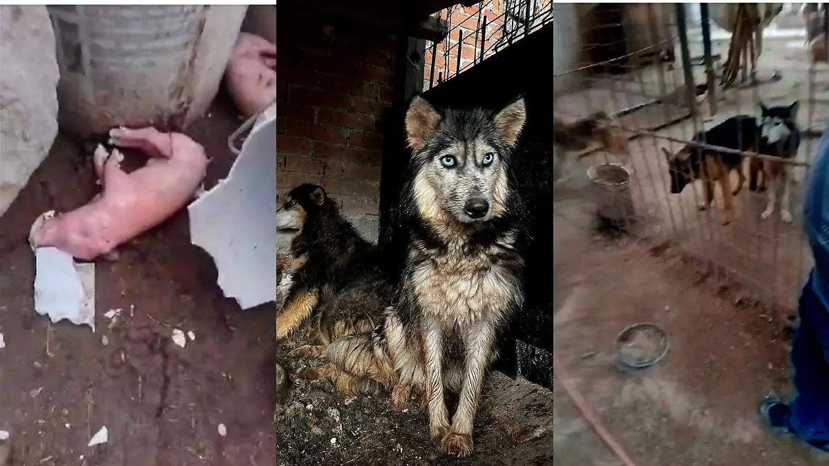 criadero clandestino en Milpillas