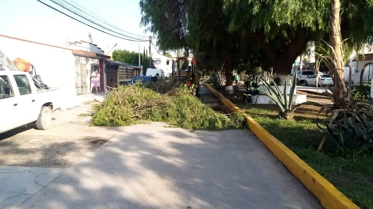 Poda de árboles en Villa de Pozos