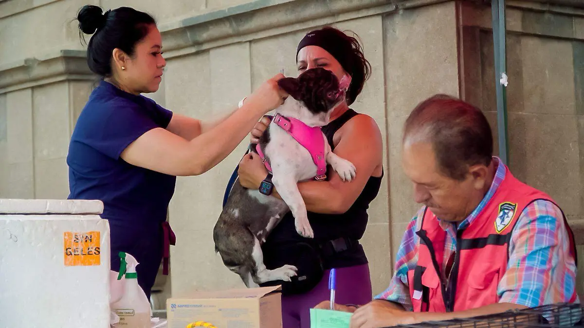jornada de adopciones y vacunación antirrábica