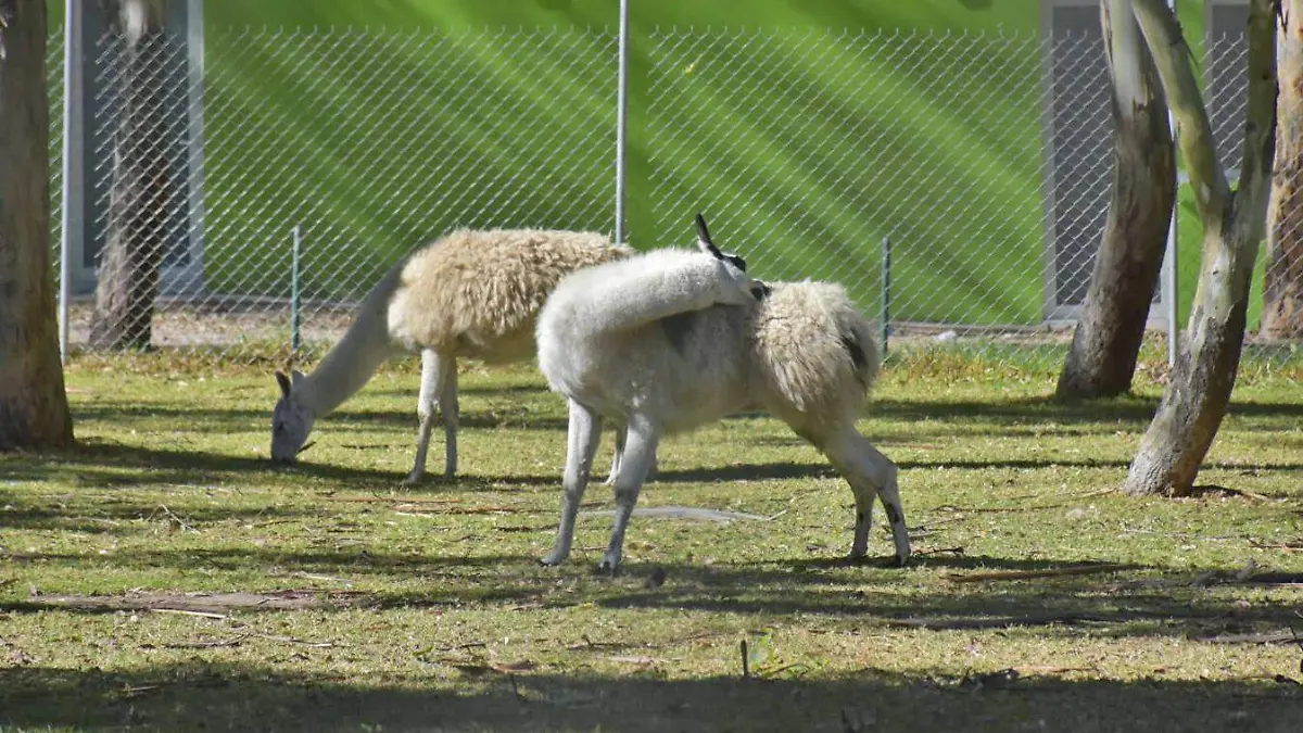 animales del tangamanga 2
