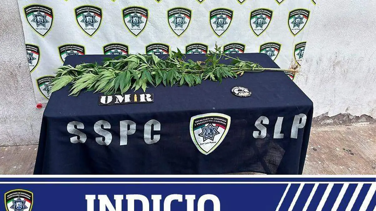 Mariihuana asegurada en colonia Infonavit-Morales