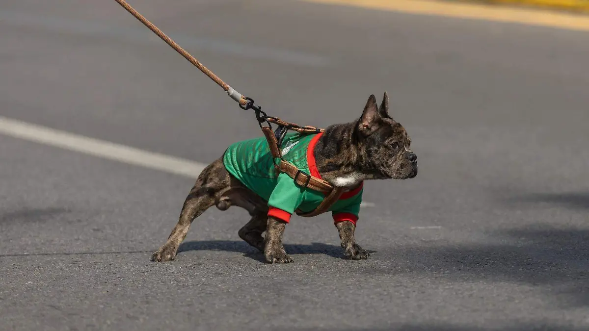 perro verde
