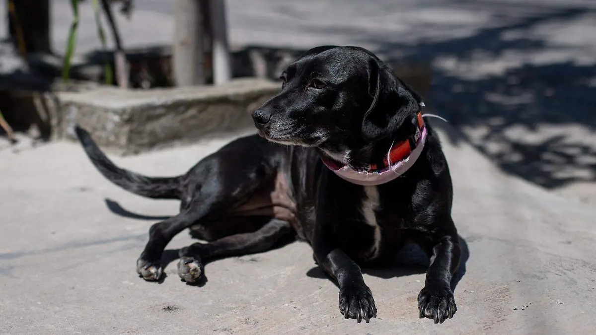 perro