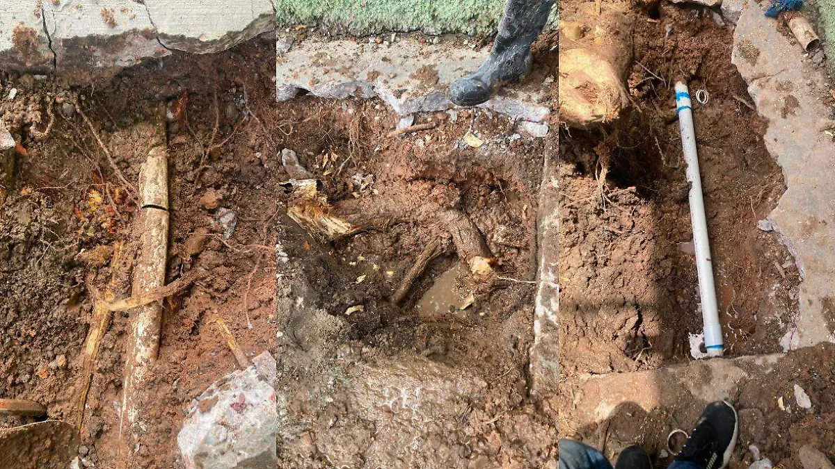 Caída de un árbol