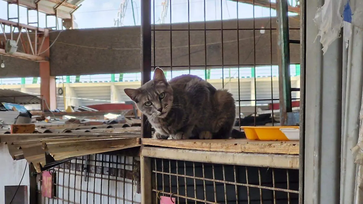 gatos en el mercado San Luis 400 (1)