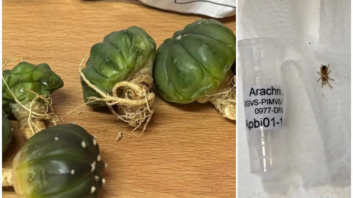 cactos y tarántula