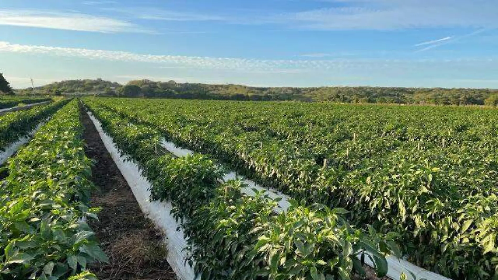 siembra-agricultores