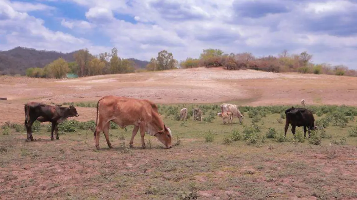 vacas-sanidad