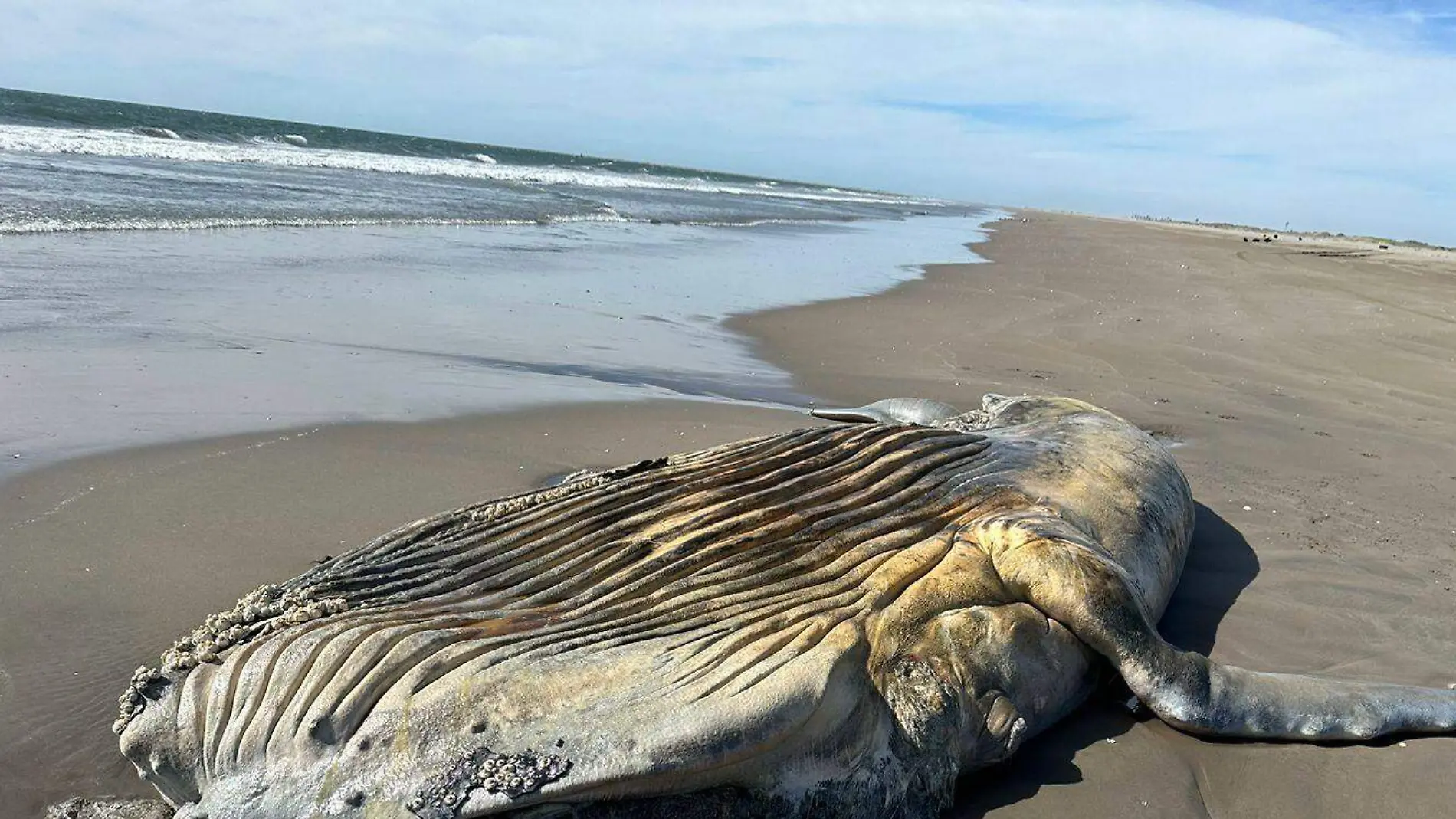 ballena-muerta-navolato