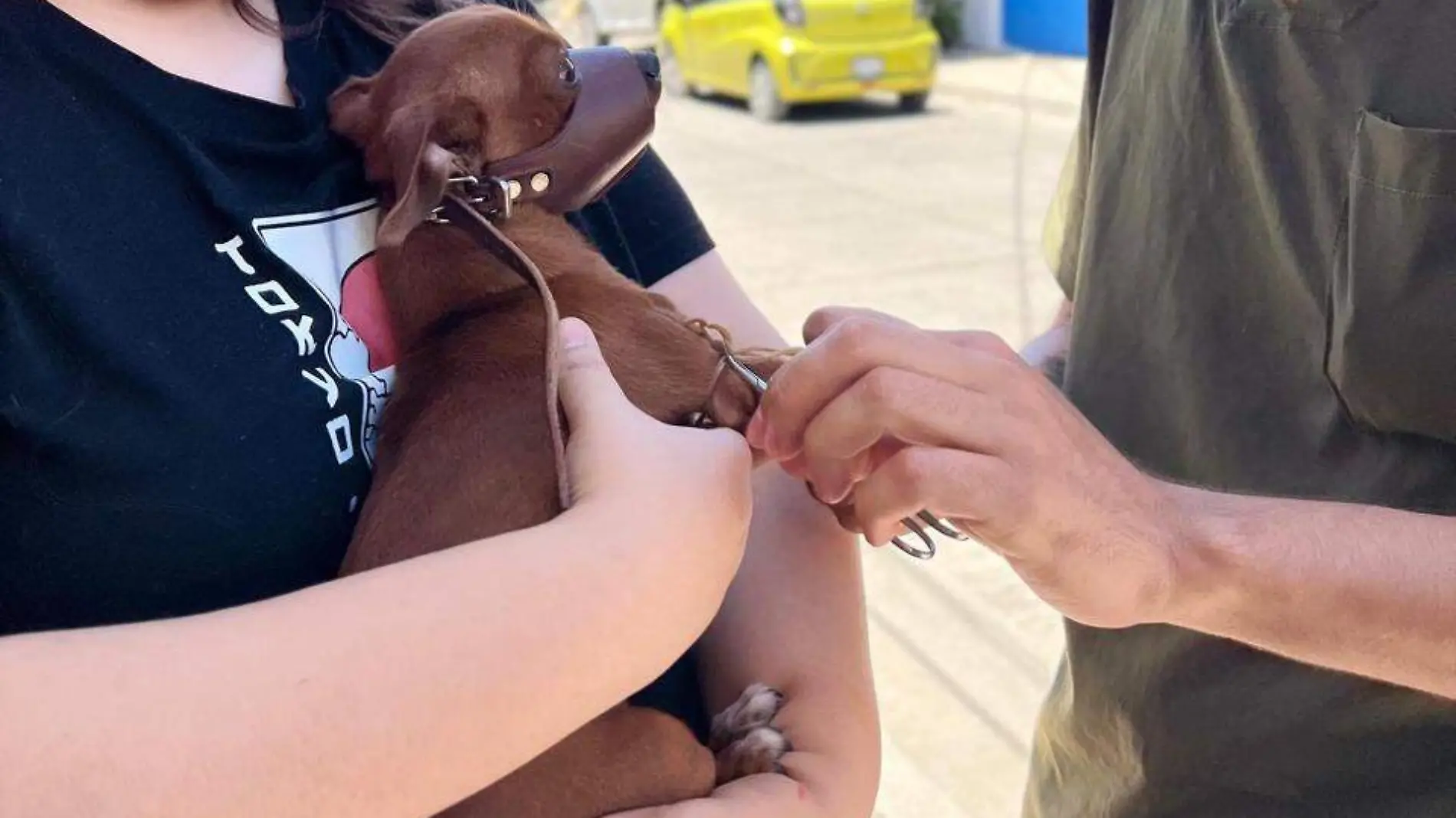 campaña-esterilizacion