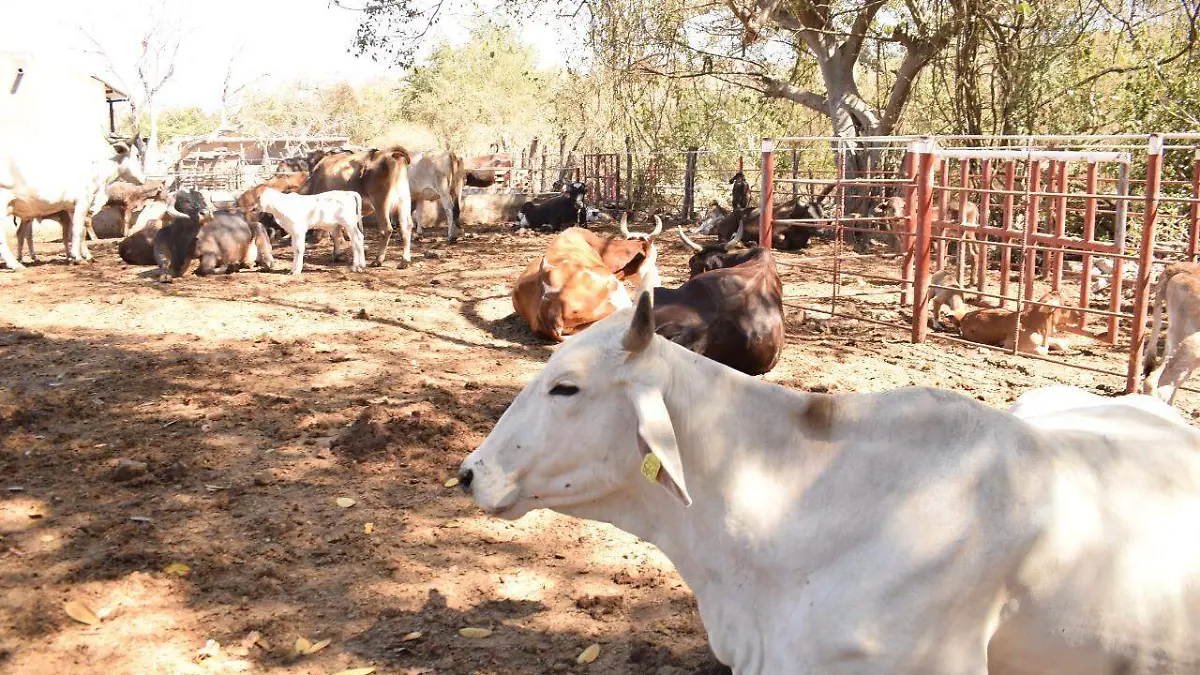 censo-agropecuario-sinaloa