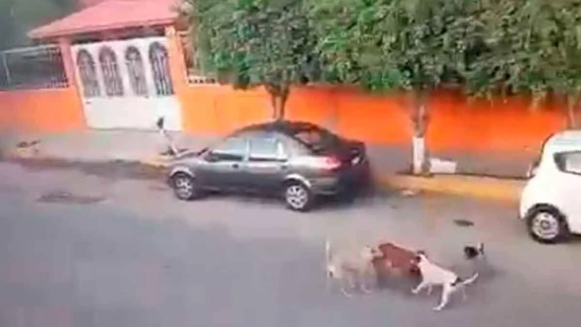 perritos-jugaban-antes-de-ser-atropellados