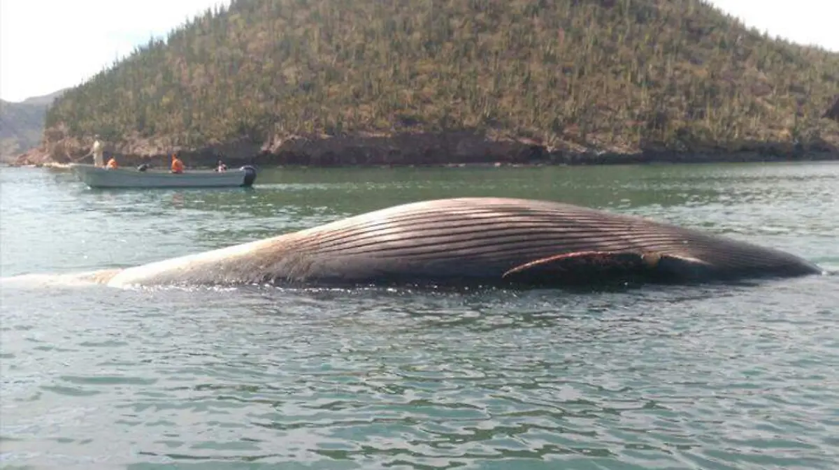 ballena-sonora