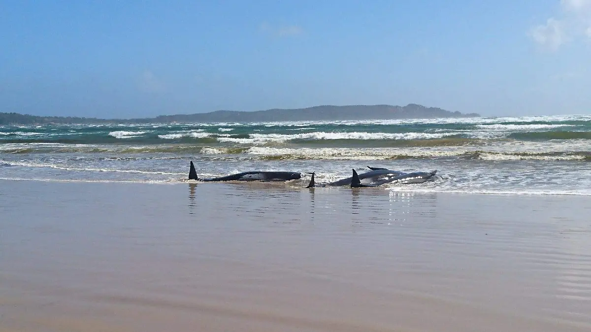 australia-ballenas-mueren-3-reuters