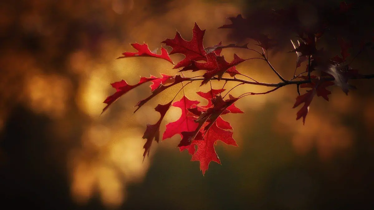 autumn-gca2419be1_1920