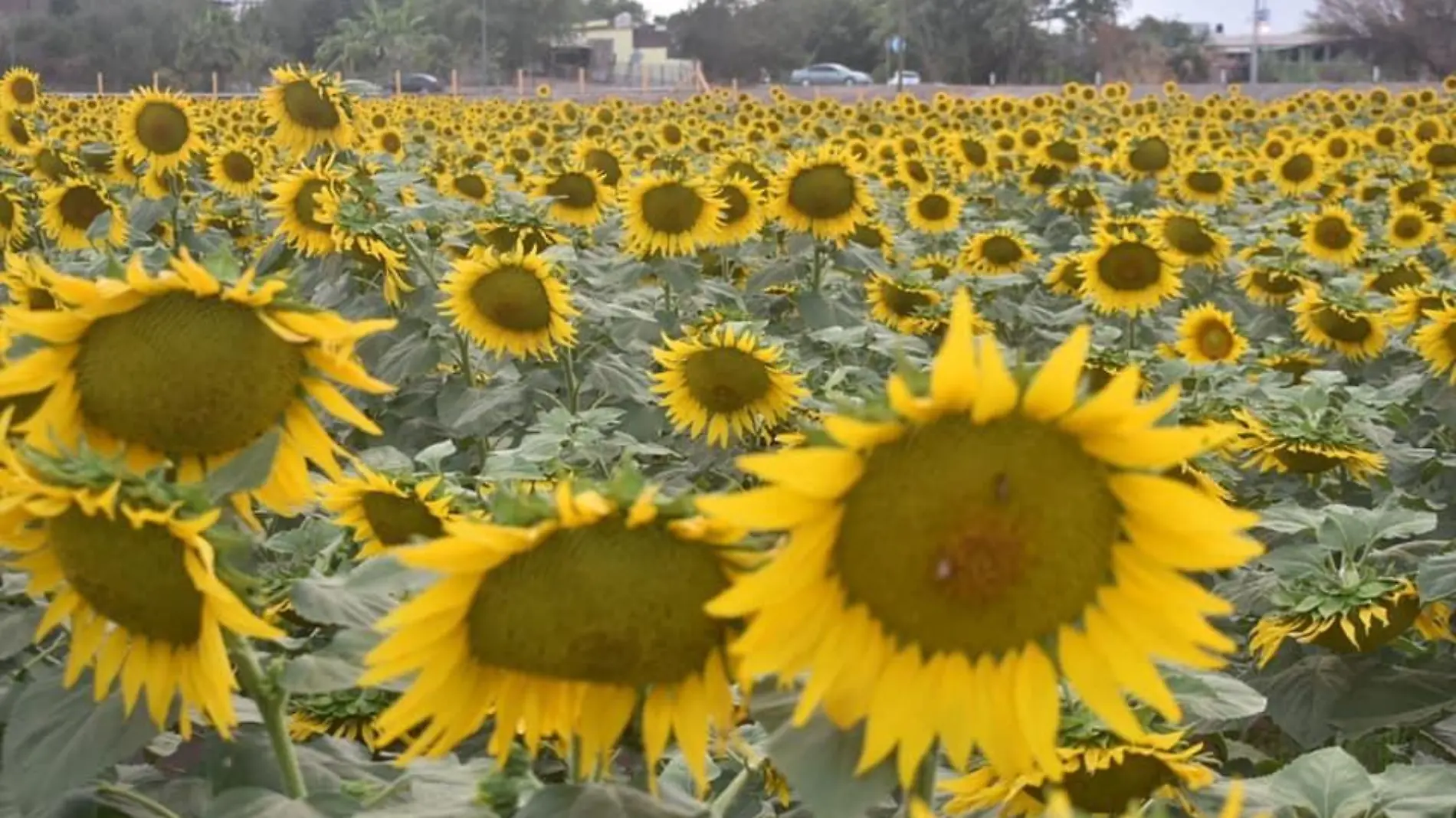 girasoles