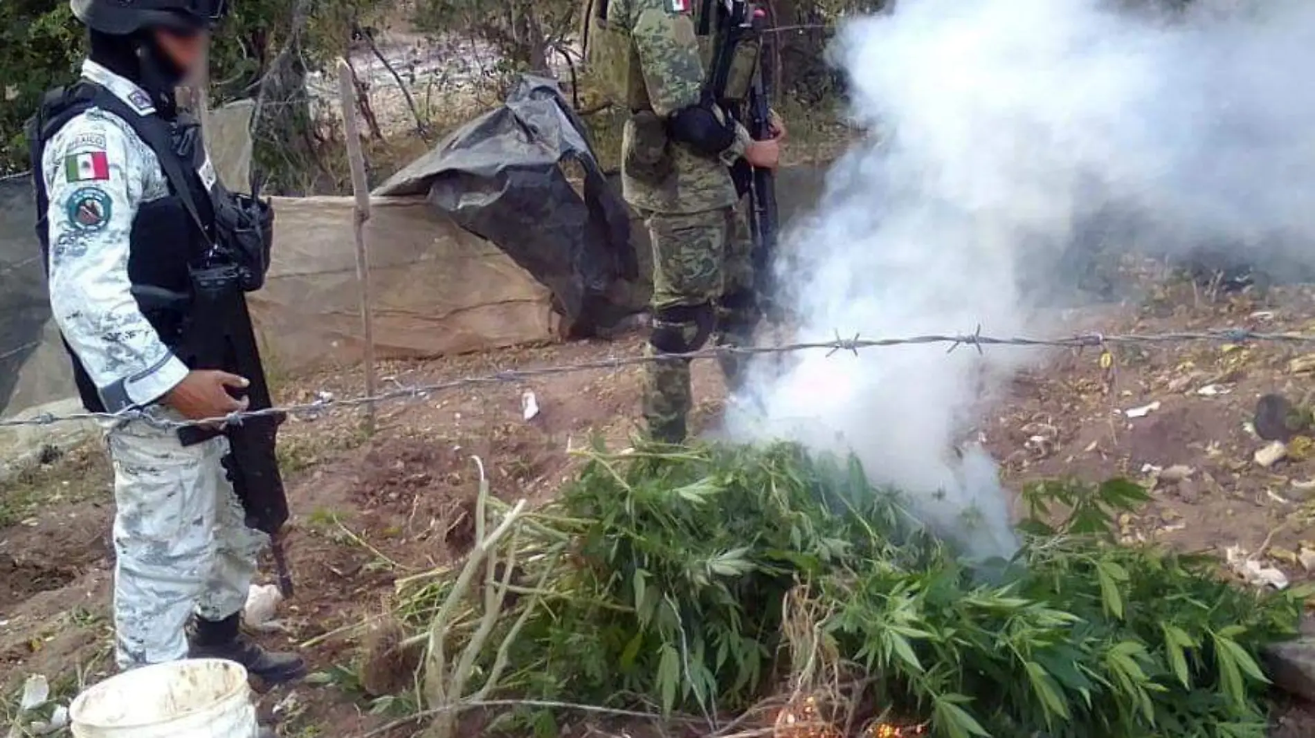 guardia-nacional-y-ejercito-mexicano-destruyen-plantio-de-marihuana