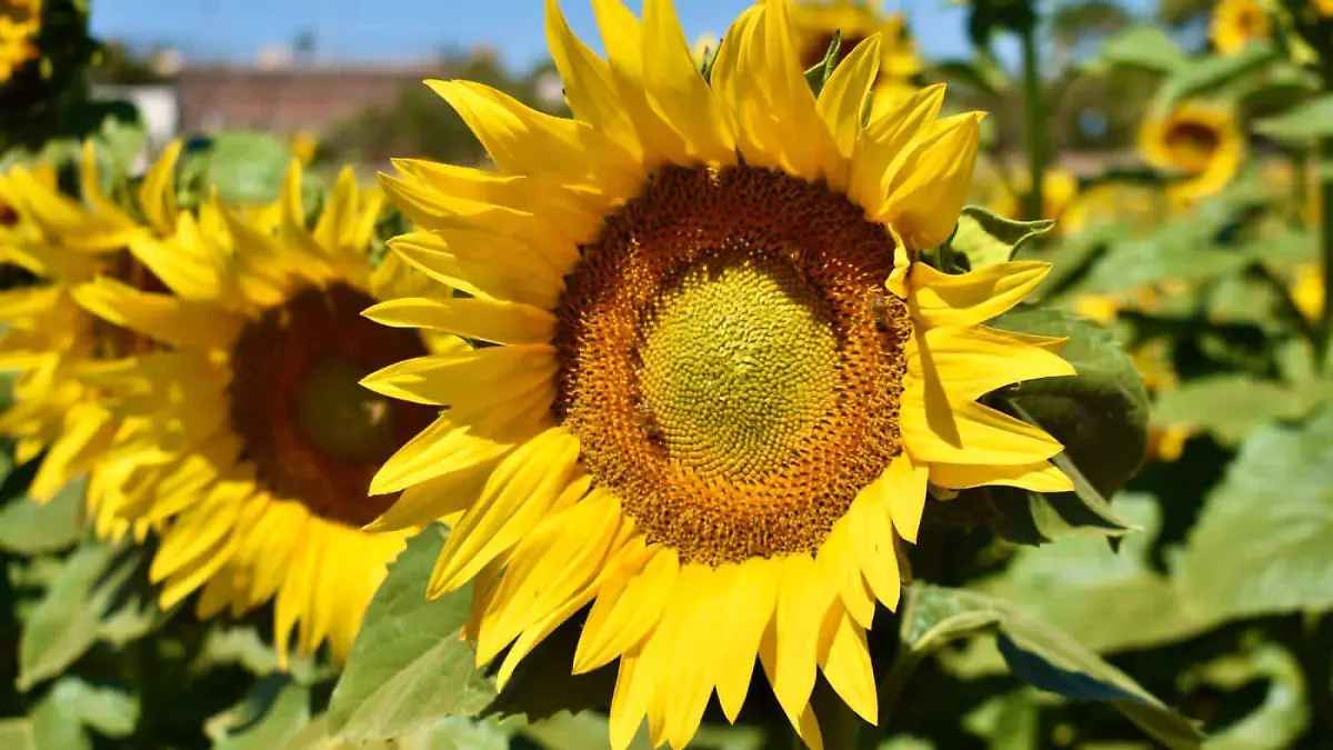 campo-de-girasoles