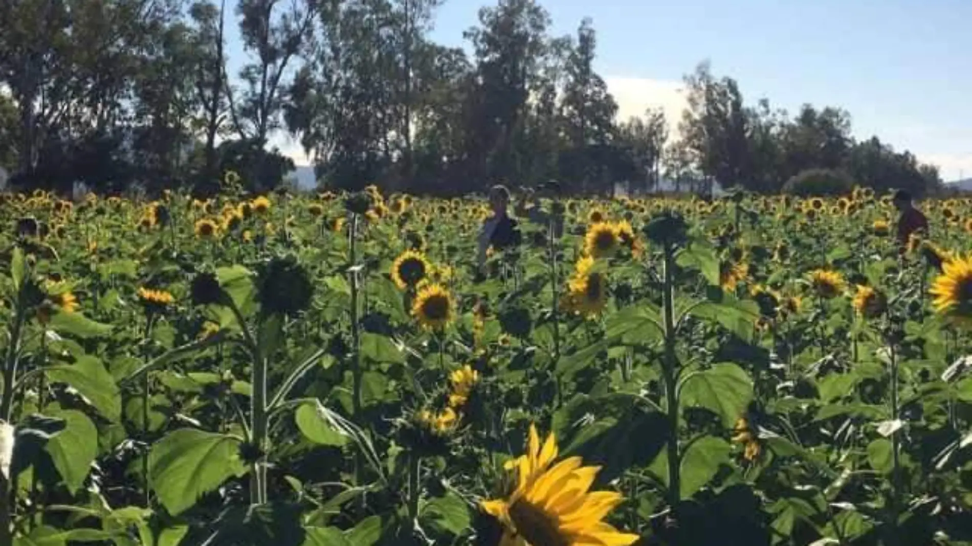 Girasoles