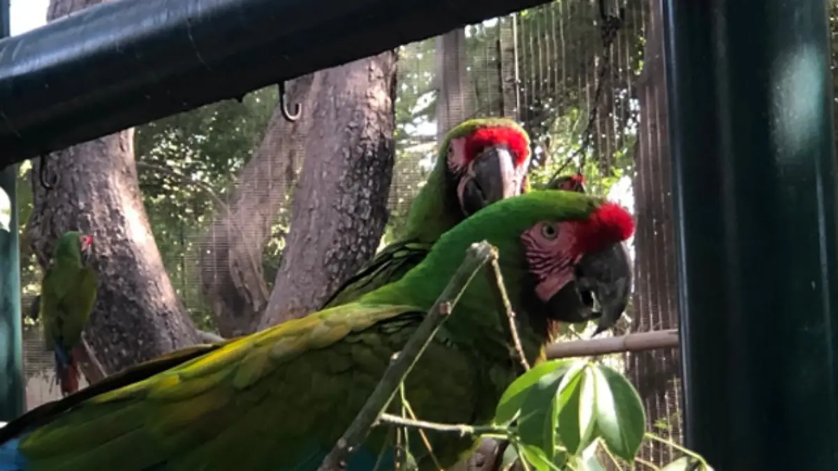 Zoológico aves guacamaya3