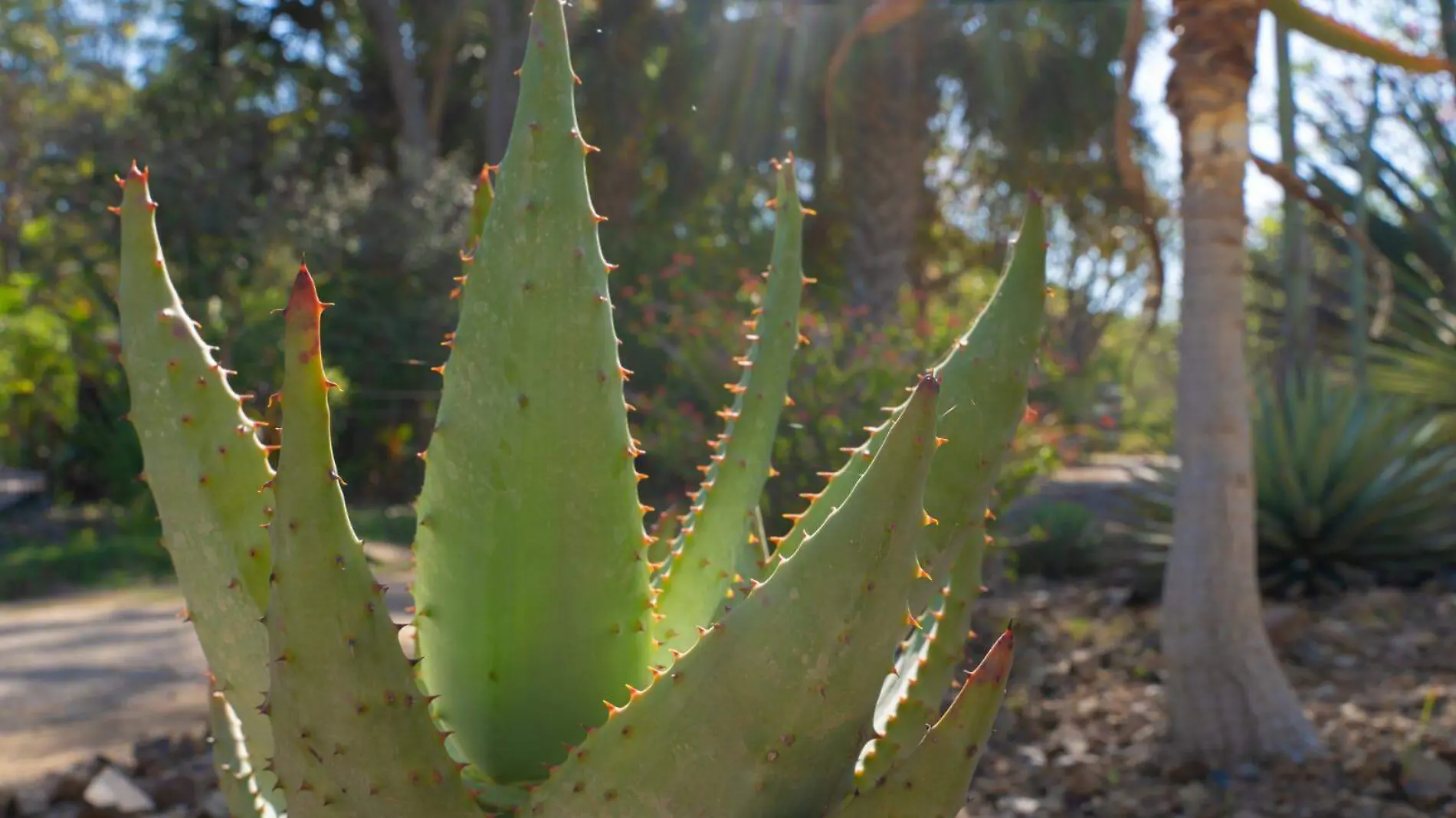 jardin-botanico