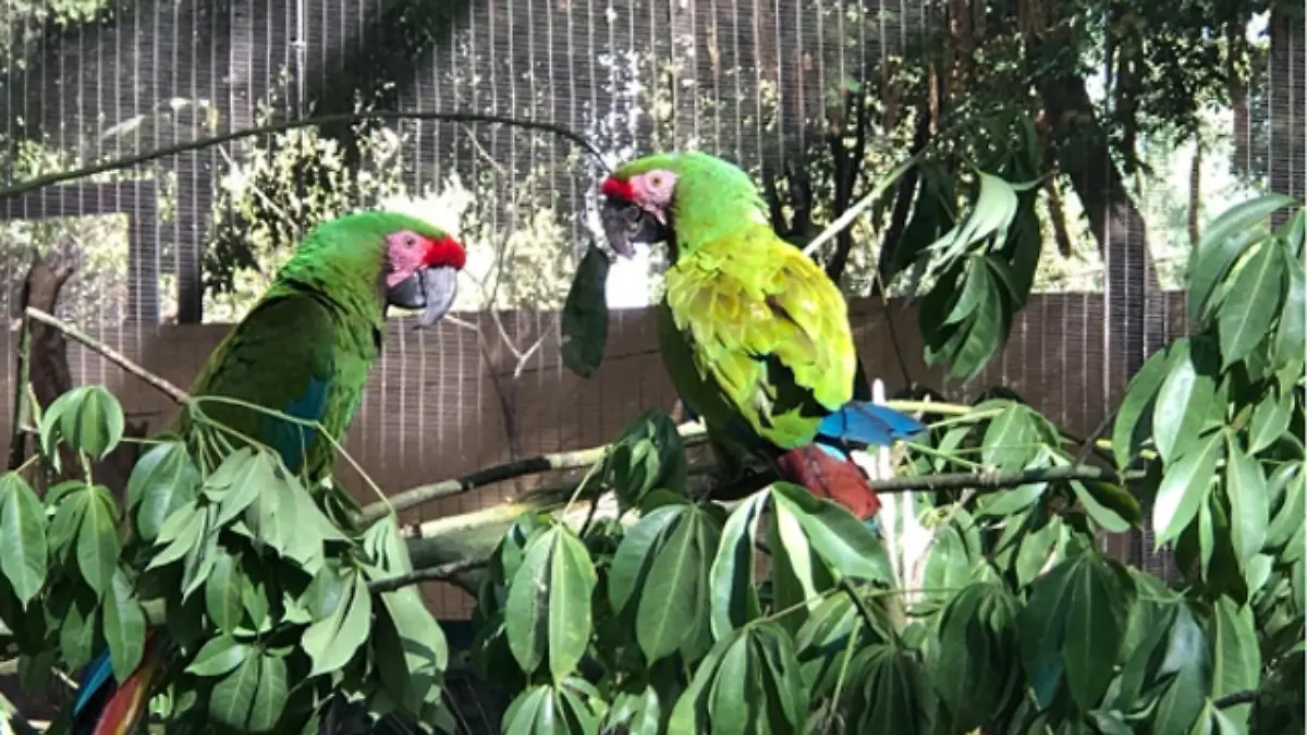 Zoológico aves guacamaya2