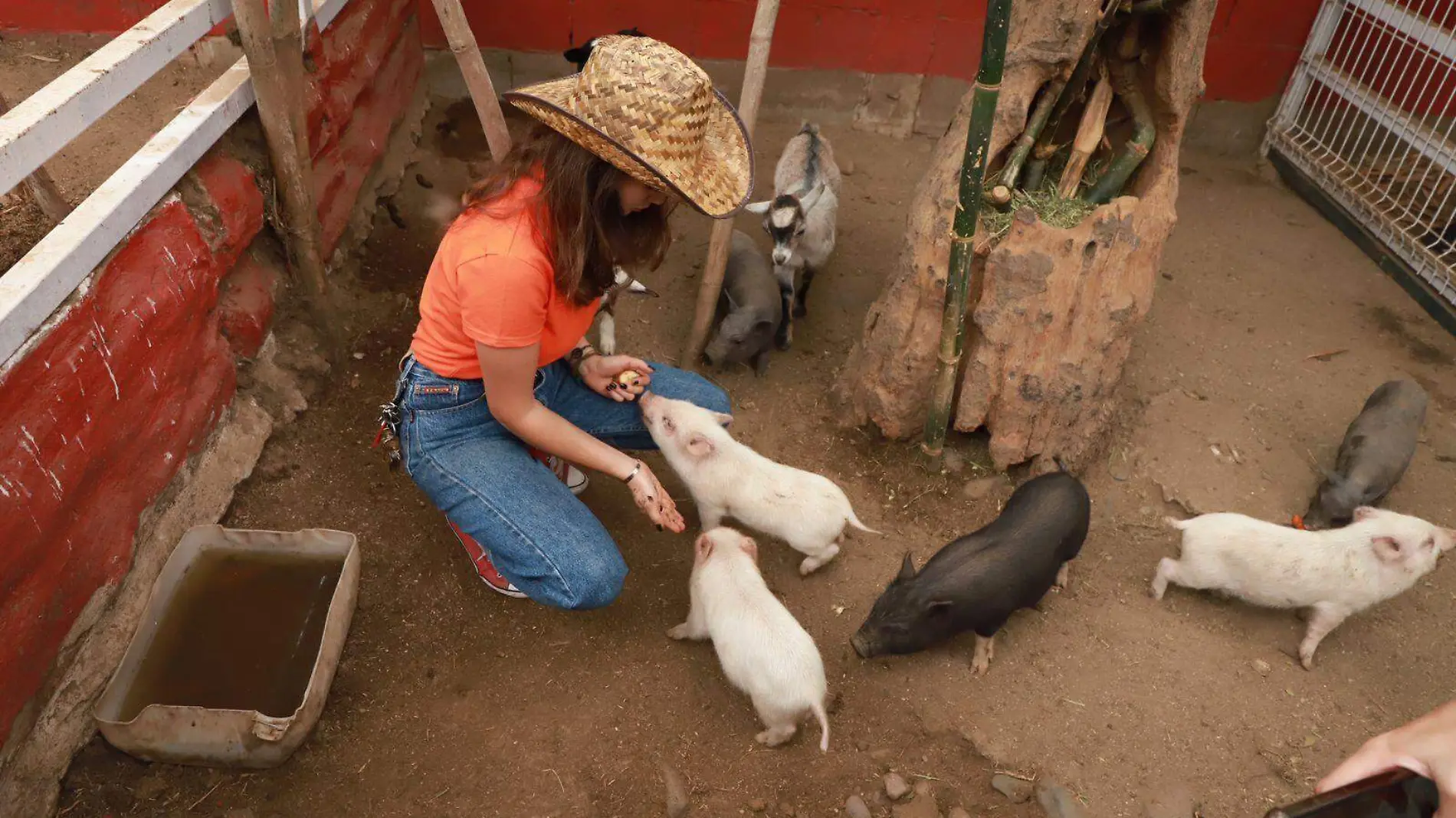 zoologico-puerquitos